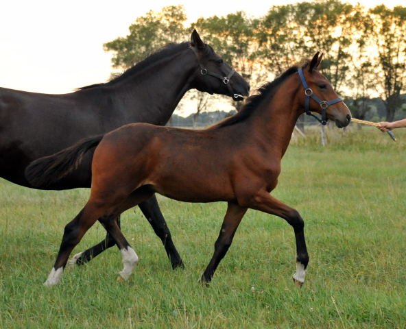  Trakehner Hengstfohlen von Oliver Twist u.d. Pr.u.StPrSt. Schwalbenmagie v. Exclusiv  - Foto: Beate Langels