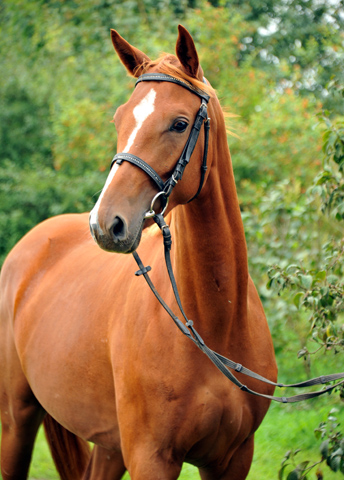 Varinia von Symont u.d. Pr.u.StPrSt. Vittoria v. Exclusi - Foto: Beate Langels, Trakehner Gestt Hmelschenburg