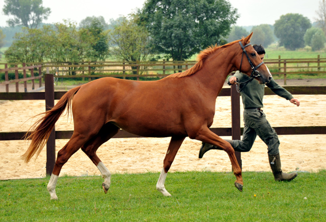 Varinia von Symont u.d. Pr.u.StPrSt. Vittoria v. Exclusi - Foto: Beate Langels, Trakehner Gestt Hmelschenburg