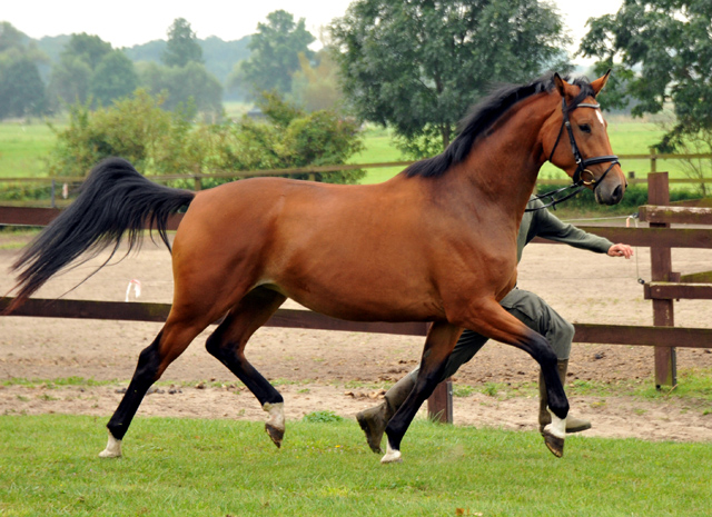 Trakehner Stute GALATEA von Syriano u.d. Pr.St. Gracia Patricia II v. Alter Fritz - Gestt Schplitz - Foto: Beate Langels