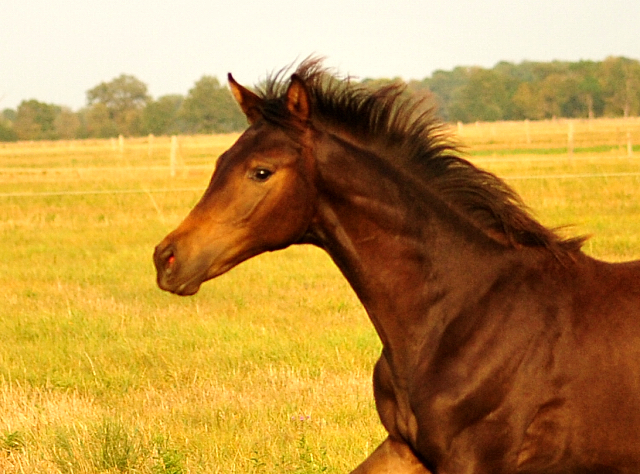 Stutfohlen von His Moment u.d. Pr.u.StPrSt. Katniss Everdeen v. Saint Cyr - Foto: Beate Langels - Trakehner Gestt Hmelschenburg