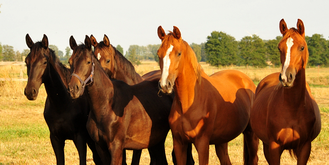 Stute von High Motion u.d. Pr.u.StPrSt. Schwalbenmagie v. Exclusiv - im Gestt Schplitz - Foto: Beate Langels