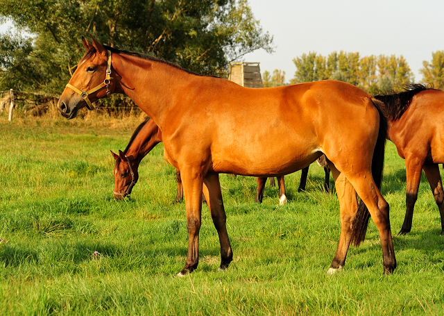 Stute von Honor du Soir u.d. Karena im Gestt Schplitz im August 2018 - Foto: Beate Langels