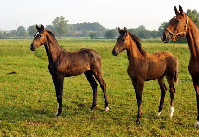 Stuten und Fohlen im Gestt Schplitz - September 2015 - Foto Beate Langels - Gestt Hmelschenburg