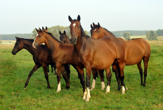 Stuten und Fohlen im Gestt Schplitz - September 2015 - Foto Beate Langels - Gestt Hmelschenburg