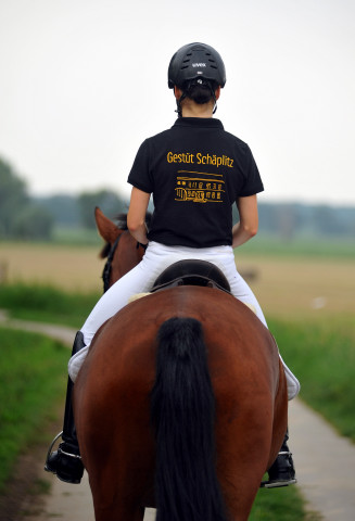 Trakehner Prmienstute Schwalbenpoesie von Exclusiv u.d. Schwalbenfee v. Freudenfest, Foto Beate Langels