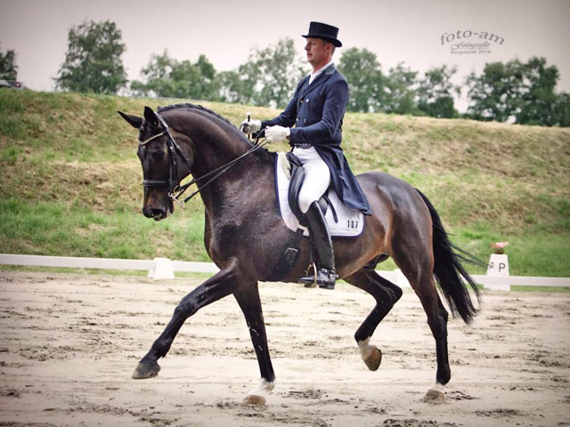 Seal - Trakehner von Gribaldi u.d. Pr.St. Schwalbenspiel v. Exclusiv, Trakehner Gestt Hmelschenburg