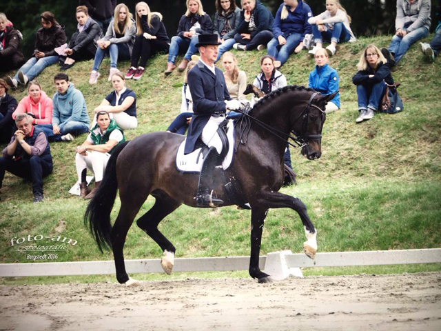 Seal - Trakehner von Gribaldi u.d. Pr.St. Schwalbenspiel v. Exclusiv, Trakehner Gestt Hmelschenburg