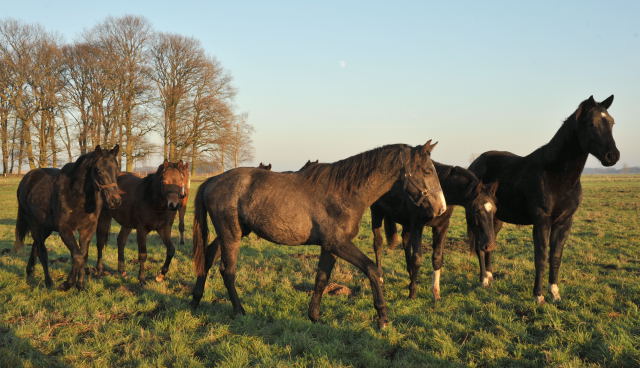 Jhrlingshengste im Gestt Schplitz - Foto: Beate Langels