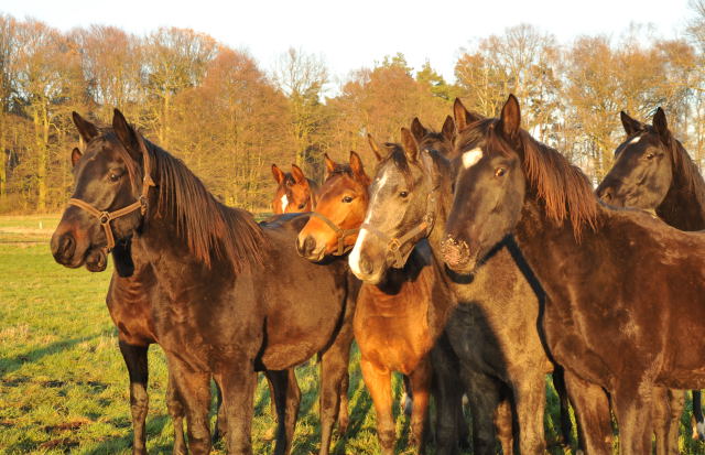 Jhrlingshengste im Gestt Schplitz - Foto: Beate Langels