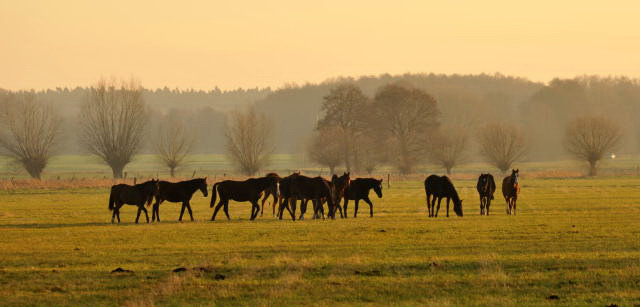 Jhrlingshengste im Gestt Schplitz - Foto: Beate Langels