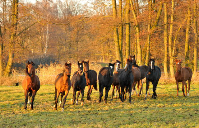Jhrlingshengste im Gestt Schplitz - Foto: Beate Langels