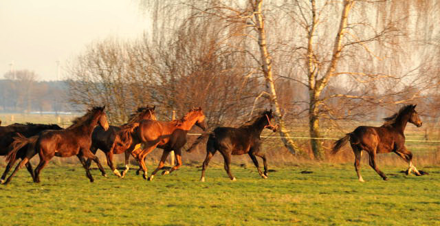 Jhrlingshengste im Gestt Schplitz - Foto: Beate Langels