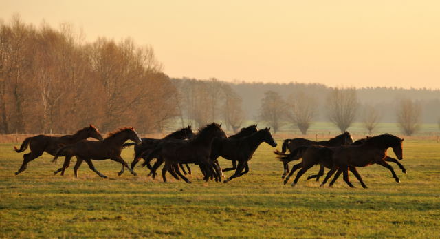 Jhrlingshengste im Gestt Schplitz - Foto: Beate Langels