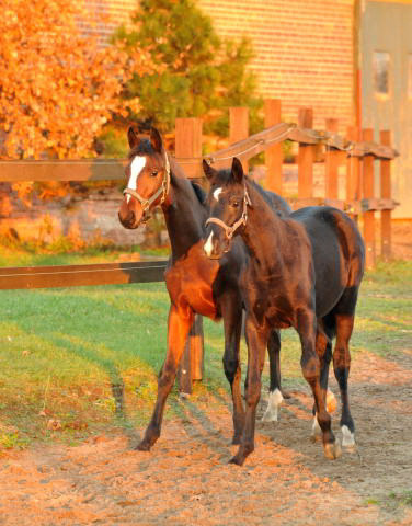Absetzer von Oliver Twist - Gestt Schplitz - Foto: Beate Langels
