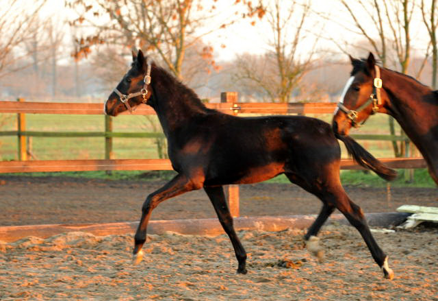 Hengstfohlen von Oliver Twist x Michelangelo - Gestt Schplitz - Foto: Beate Langels