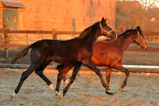 Hengstfohlen von Oliver Twist x Michelangelo - Gestt Schplitz - Foto: Beate Langels