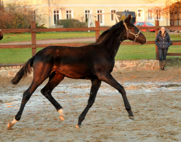Hengstfohlen von Oliver Twist x Michelangelo - Gestt Schplitz - Foto: Beate Langels