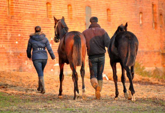 Zwei Absetzer von Oliver Twist- im Gestt Schplitz - Foto: Beate Langels