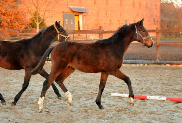 Hengstfohlen von Oliver Twist u.d. Schwalbenmagie v. Exclusiv - Gestt Schplitz - Foto: Beate Langels