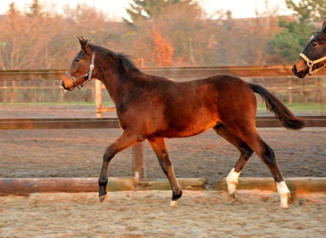 Hengstfohlen von Oliver Twist u.d. Schwalbenmagie v. Exclusiv - Gestt Schplitz - Foto: Beate Langels