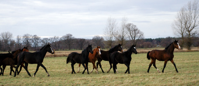 Jhrlingshengste im Gestt Schplitz - Foto: Richard Langels