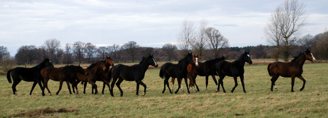 Jhrlingshengste im Gestt Schplitz - Foto: Richard Langels