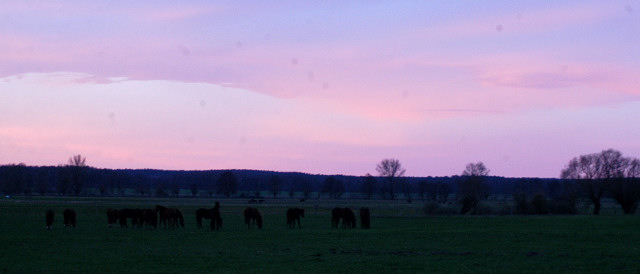 Jhrlingshengste im Gestt Schplitz - Foto: Richard Langels