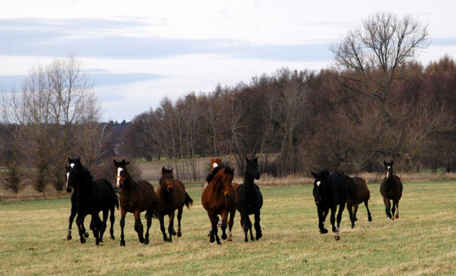 Jhrlingshengste im Gestt Schplitz - Foto: Richard Langels