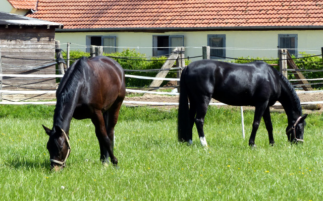 Savinelli - Trakehner Wallach von Summertime u.d. Schwalbenflair v. Exclusiv, Gestt Hmelschenburg