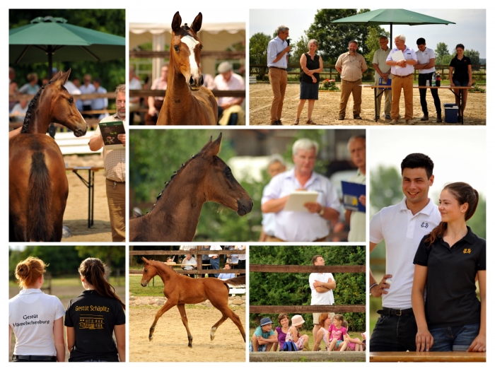 Impressionen der Fohlenschau im Gestt Schplitz 2016
