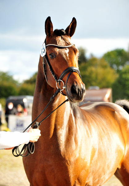 Schplitzer von His Moment u.d. Pr.u.StPrSt. Schwalbenmagie v. Exclusiv (2jhrig)
 - Gestt Schplitz - Foto Beate Langels