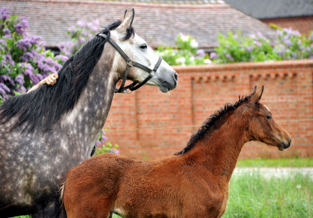 Stutfohlen von Oliver Twist u.d. Teatime v. Summertime - copyright Beate Langels, Trakehner Gestt Hmelschenburg