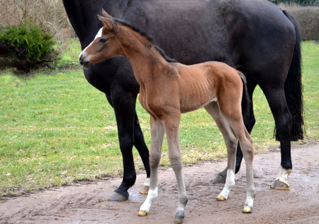 Stutfohlen von High Motion u.d. Pr.u.StPrSt. Schwalbenmagie v. Exclusiv - Foto Sabine Langels - Gestt Schplitz