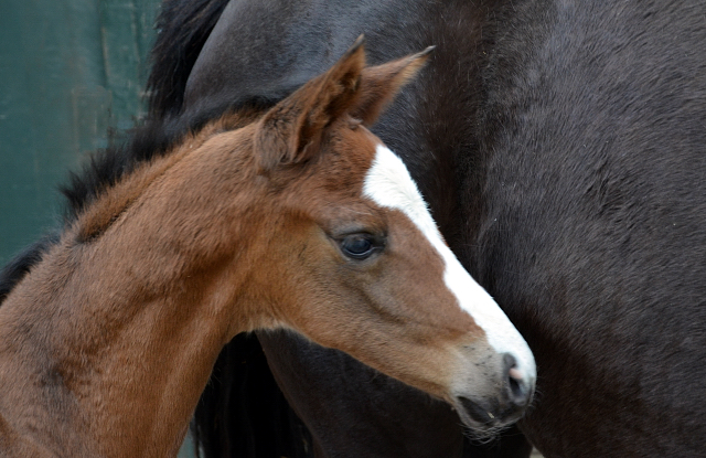 Stutfohlen von High Motion u.d. Pr.u.StPrSt. Schwalbenmagie v. Exclusiv - Foto Sabine Langels - Gestt Schplitz