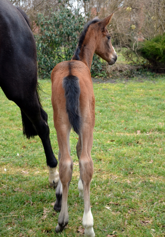 Stutfohlen von High Motion u.d. Pr.u.StPrSt. Schwalbenmagie v. Exclusiv - Foto Sabine Langels - Gestt Schplitz