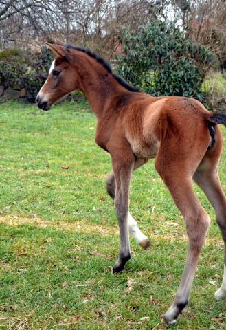 Stutfohlen von High Motion u.d. Pr.u.StPrSt. Schwalbenmagie v. Exclusiv - Foto Sabine Langels - Gestt Schplitz