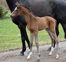 16 Stunden alt: Stutfohlen von High Motin u.d. Pr.u.StPrSt. Schwalbenmagie v. Exclusiv - Foto: Langels