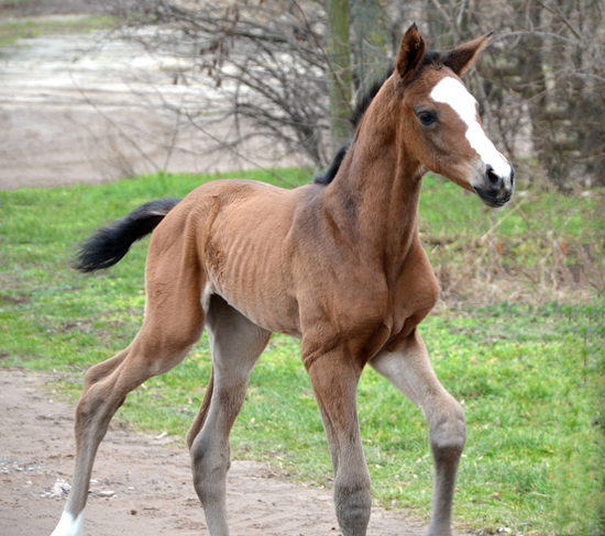 Stutfohlen von High Motion u.d. Pr.u.StPrSt. Schwalbenmagie v. Exclusiv - Foto Sabine Langels - Gestt Schplitz