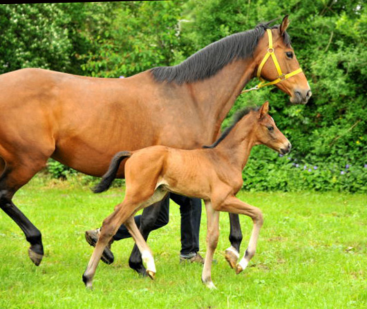  Trakehner Hengstfohlen von Exclusiv u.d. Schwalbenfee v. Freudenfest - Foto: Beate Langels