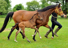 Hengstfohlen von Exclusiv u.d. Schwalbenfee v. Freudenfest - Foto: Beate Langels