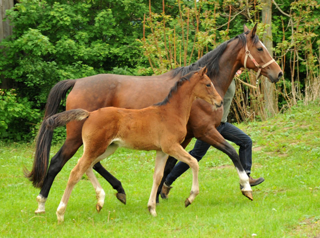 Kabriola - Trakehner Stutfohlen  von Freudenfest u.d. Karalina v. Exclusiv - copyright Beate Langels, Trakehner Gestt Hmelschenburg