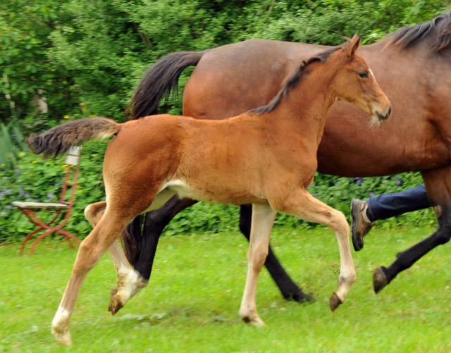 Kabriola - Trakehner Stutfohlen  von Freudenfest u.d. Karalina v. Exclusiv - copyright Beate Langels, Trakehner Gestt Hmelschenburg