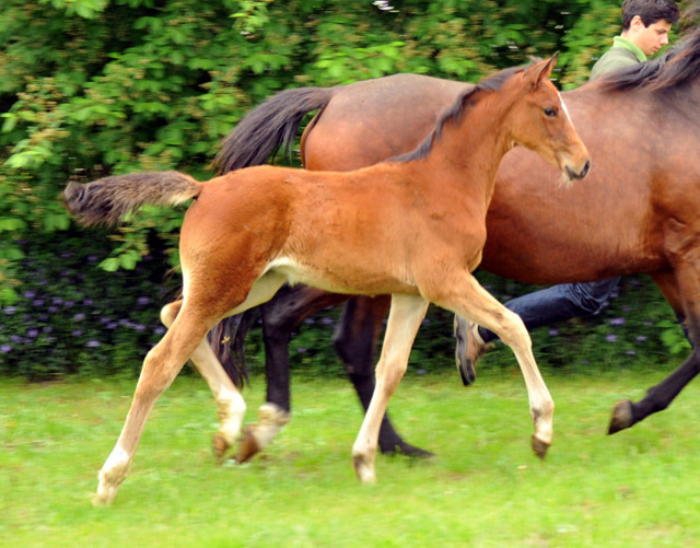Kabriola - Trakehner Stutfohlen  von Freudenfest u.d. Karalina v. Exclusiv - copyright Beate Langels, Trakehner Gestt Hmelschenburg