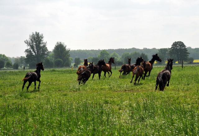 Die Gruppe der Jhrlingsstuten im Gestt Schplitz - Foto: Beate Langels, Trakehner Gestt Hmelschenburg