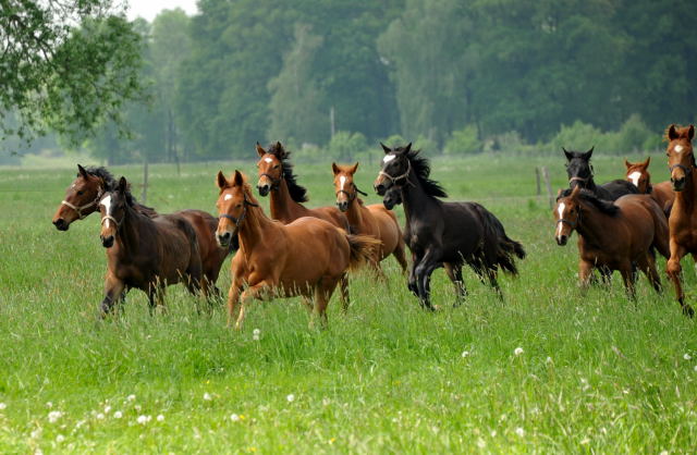 Die Gruppe der Jhrlingsstuten im Gestt Schplitz - Foto: Beate Langels, Trakehner Gestt Hmelschenburg