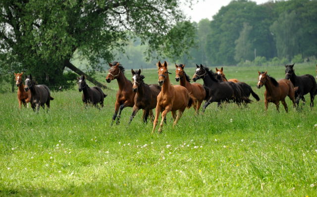 Die Gruppe der Jhrlingsstuten im Gestt Schplitz - Foto: Beate Langels, Trakehner Gestt Hmelschenburg