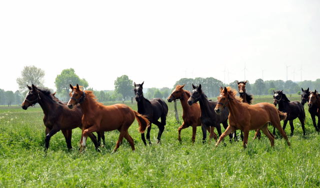 Die Gruppe der Jhrlingsstuten im Gestt Schplitz - Foto: Beate Langels, Trakehner Gestt Hmelschenburg