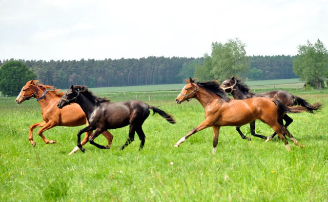 Die Gruppe der Jhrlingsstuten im Gestt Schplitz - Foto: Beate Langels, Trakehner Gestt Hmelschenburg