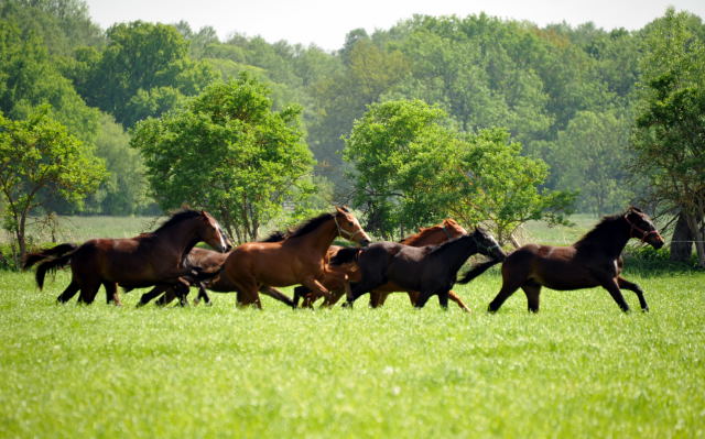 Die Gruppe der Jhrlingshengste im Gestt Schplitz - Foto: Beate Langels, Trakehner Gestt Hmelschenburg